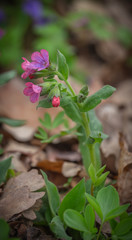 Pink and blue flowers Unspotted lungwort or Suffolk lungwort Pulmonaria obskura in early spring