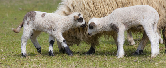 two lambs on spring pasture