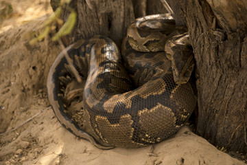 Python de Seba, Python sebae, Parc national des oiseaux du Djoudj, Sénégal