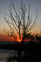 Black tree in the sunset