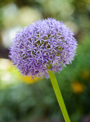 Giant Onion (Allium Giganteum) blooming in a garden