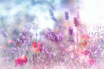 Selective and soft focus on lavender flower and poppy flower