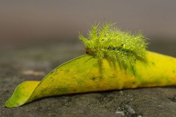 Closeup of butterfly larvae green.