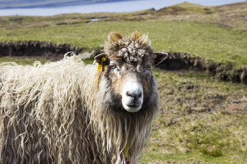 Obraz premium Wildlife in the Faroe Islands 