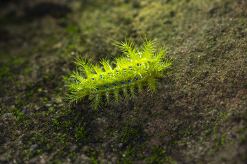 Closeup of butterfly larvae green.