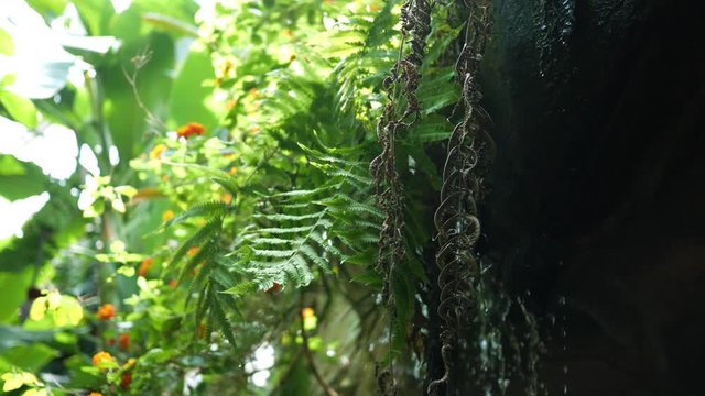 Tropical waterfall in lush jungle during daytime
