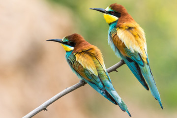 bee-eaters, Merops apiaster, siting on a branch
