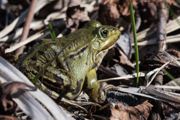 Edible frog Pelophylax esculentus Rana esculenta