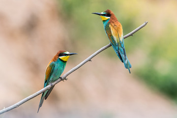 bee-eaters, Merops apiaster, siting on a branch