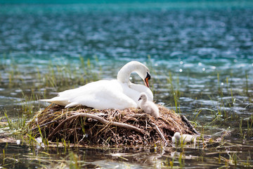 Obraz premium Gniazdo łabędzia w górskim jeziorze. Matka ptak i dzieci