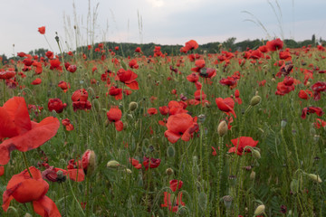 Large filed of beautiful red poppies in blossom, sunset, soft light, tall growing wildflowers,  sun is going down on the horizon, vibrant colors