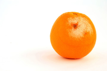 A mold on orange skin with white background.