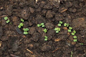 красивый зеленый росток который растет из земли      
