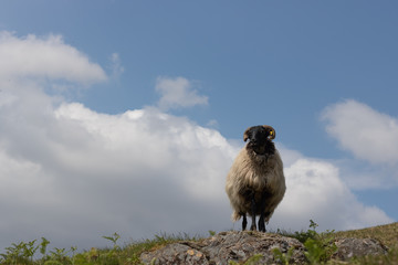 Tagged sheep standing on a rock and looking to the right against bright blue sky