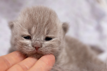 süße BKH Kitten in lilac - Neugeborenes