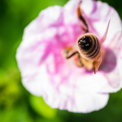 Bee Pollinating On Flower