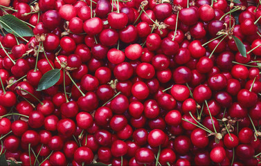 Large collection of fresh red cherries.