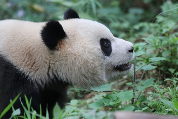 Naklejka premium Close up Fluffy Face of Panda, China