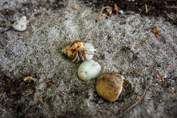 Hermit crab on beach