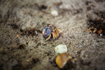 Hermit crab on beach