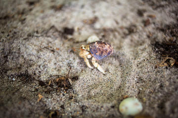 Hermit crab on beach