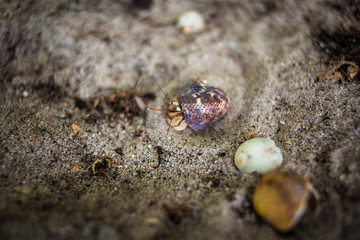 Hermit crab on beach