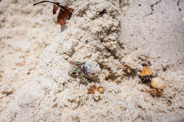 Hermit crab on beach