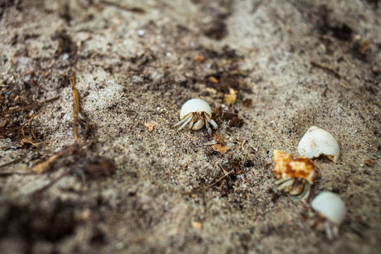 Hermit crab on beach