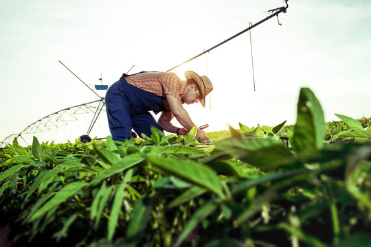 Young Farmer In Pepper Fields