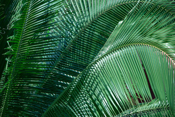 Bright palm branches