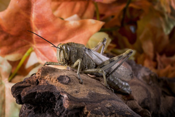 Close-up of a grasshopper, perched on an old wood