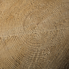 Jahresringe, Baumscheibe, Naturpark Arnsberger Wald, Sauerland, Nordrhein-Westfalen, Deutschland
