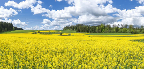 Obraz premium Blühende Rapsfelder zwischen Wäldern mit imposanten Wolken 