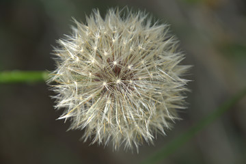 Dandelion's Fluff Ball