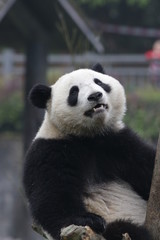Giant Panda on the Tree, Bifengxia, China