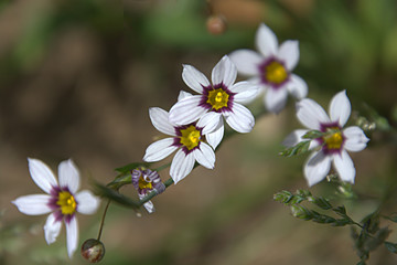 Ornithogalum; Little White Flowers