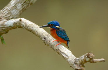 Blue-eared kingfisher
