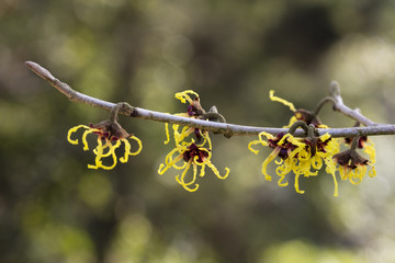 Zaubernuss, (Hamamelis), Nordrhein-Westfalen, Deutschland