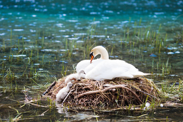Naklejka premium Swan nest in mountain lake. Mother bird and babies