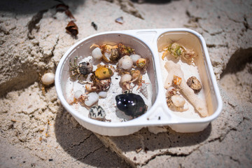 Hermit crabs in box