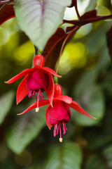 Two fuchsia flowers in a garden