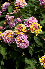 ランタナフラワー