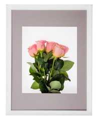 Natural bouquet of pink roses in a frame and a passepartout on a white background. Roses are covered with dew.