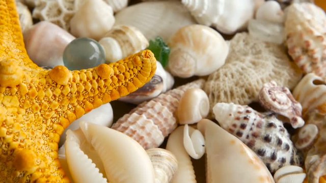 Large Yellow Seastar and close up lots of different mixed colorful seashells as background. Various corals, marine mollusk and scallop shells. Sea vacation travel and beach holiday tourism concept.