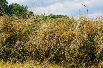 Fototapeta premium Trockene Sommerwiese