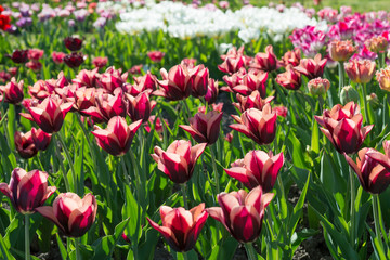 
Background of flowers of tulips
