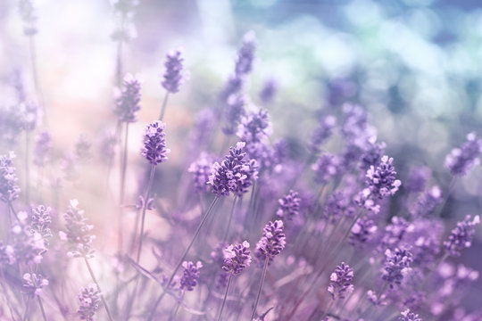 Fototapeta Selective and soft focus on lavender flower, beautiful lavender in flower garden 