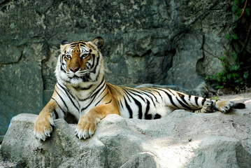 Fototapeta na wymiar Tiger is resting in the forest.