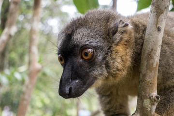 Common Brown Lemur (Eulemur fulvus fulvus).,close up, portrait. Madagascar.