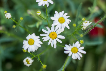 chamomile nature garden concept from above on green grass unfocused background